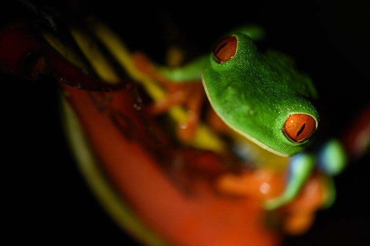 Amazing Red-Eyed Frog Night Walk La Fortuna - Photo 1 of 10